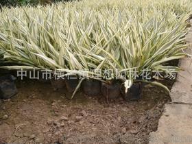 小蚌蘭 中山理想園林綠化工廠區(qū)設(shè)計(jì)、施工、種植與養(yǎng)護(hù)一體化工程解析