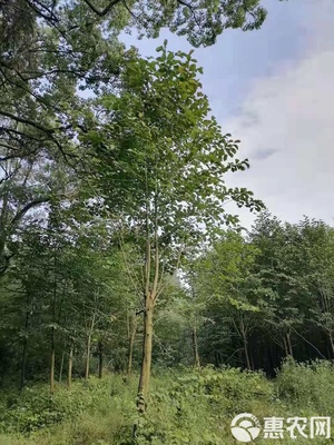 白玉蘭價(jià)格解析 從單株成本到園林綠化工程設(shè)計(jì)施工全攻略